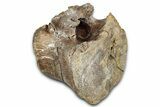 Hadrosaur (Edmontosaurus) Caudal Vertebra - Wyoming #349465-1